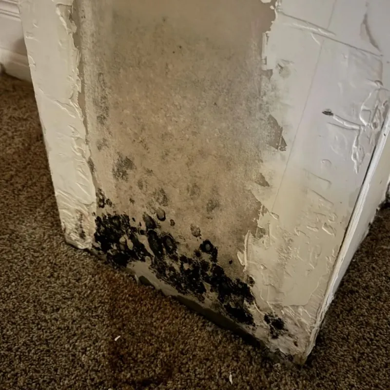 Professional Mold Removal in Sandia Heights, NM